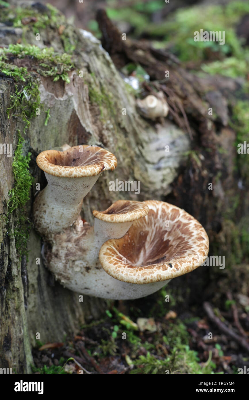 Polyporus squamosus aka Cerioporus Squamosus, wie die dryaden Sattel und der Fasan zurück Pilz bekannt Stockfoto