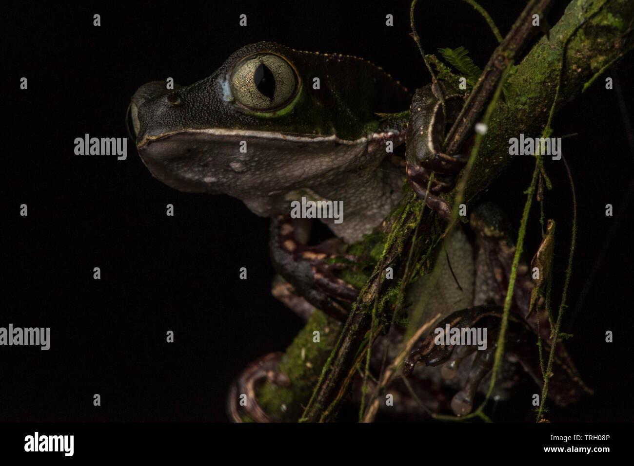 Weiß liniert Blatt Frosch (Phyllomedusa vaillantii) aus dem Amazonas Regenwald. Stockfoto