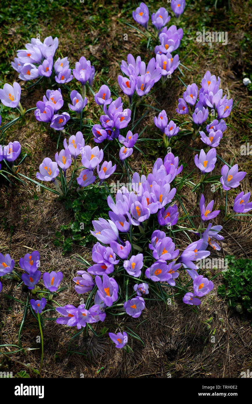 Frühling, Krokus Crocus vernus, wächst an Campo Imperatore in den Gran Sasso d'Italia Nationalpark der Abruzzen, Italien. Stockfoto