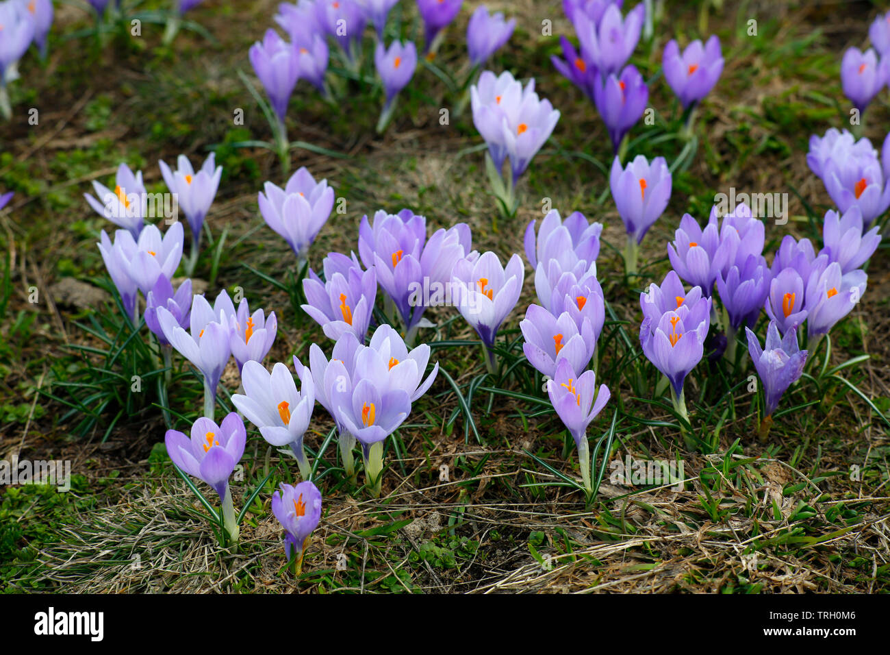 Frühling, Krokus Crocus vernus, wächst an Campo Imperatore in den Gran Sasso d'Italia Nationalpark der Abruzzen, Italien. Stockfoto