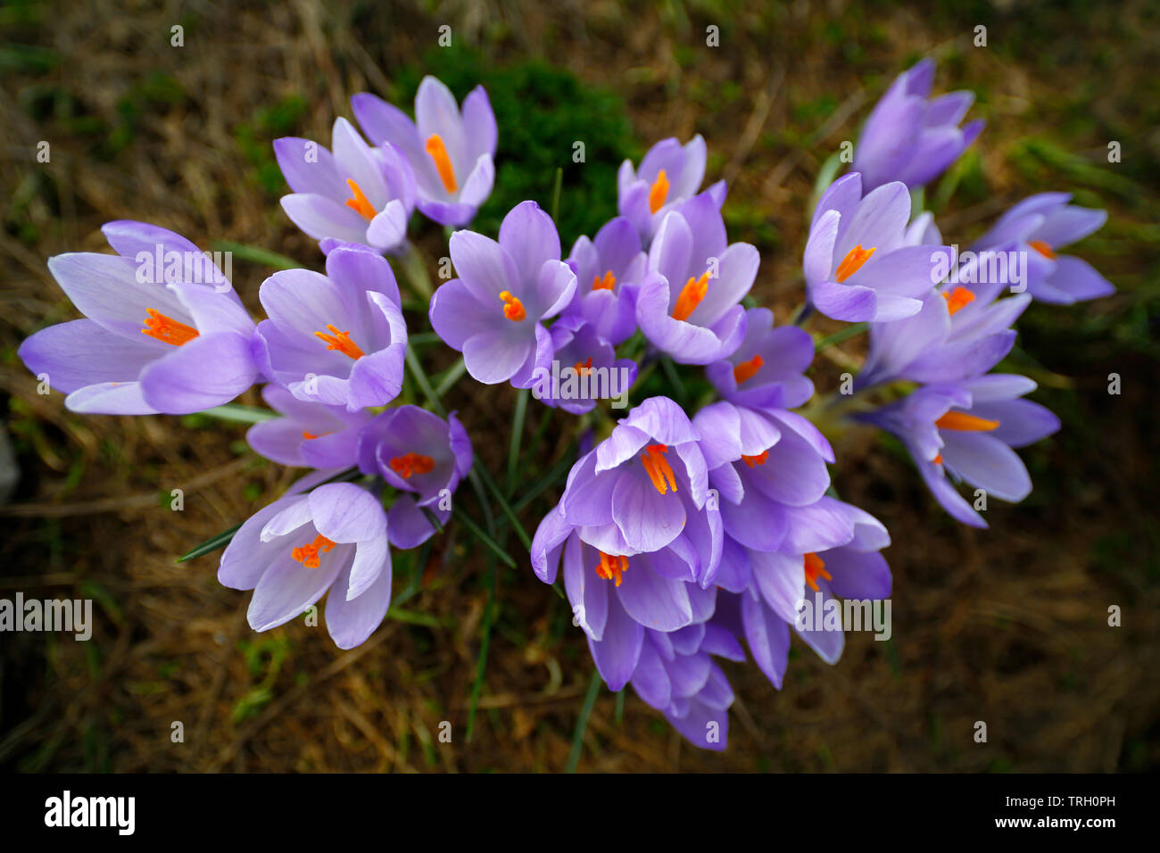 Frühling, Krokus Crocus vernus, wächst an Campo Imperatore in den Gran Sasso d'Italia Nationalpark der Abruzzen, Italien. Stockfoto