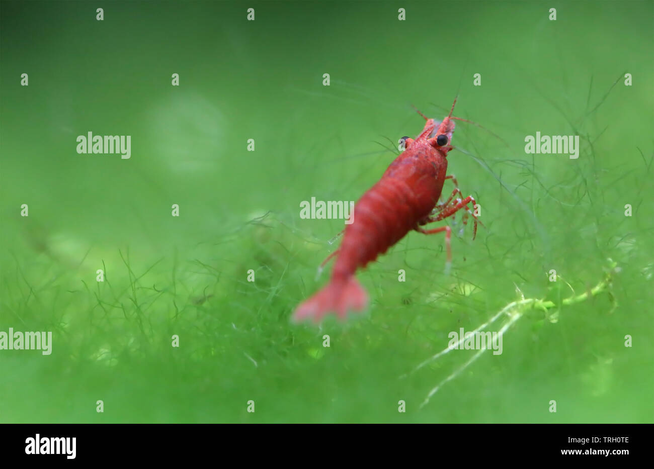 Red Cherry Garnelen in einem bepflanzten Aquarium Stockfoto