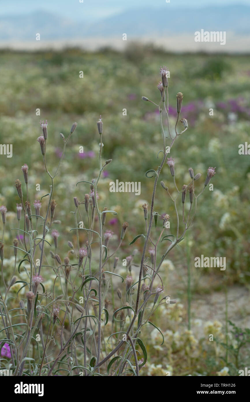 2019 Superbloom in der Anza Borrego Desert Stockfoto