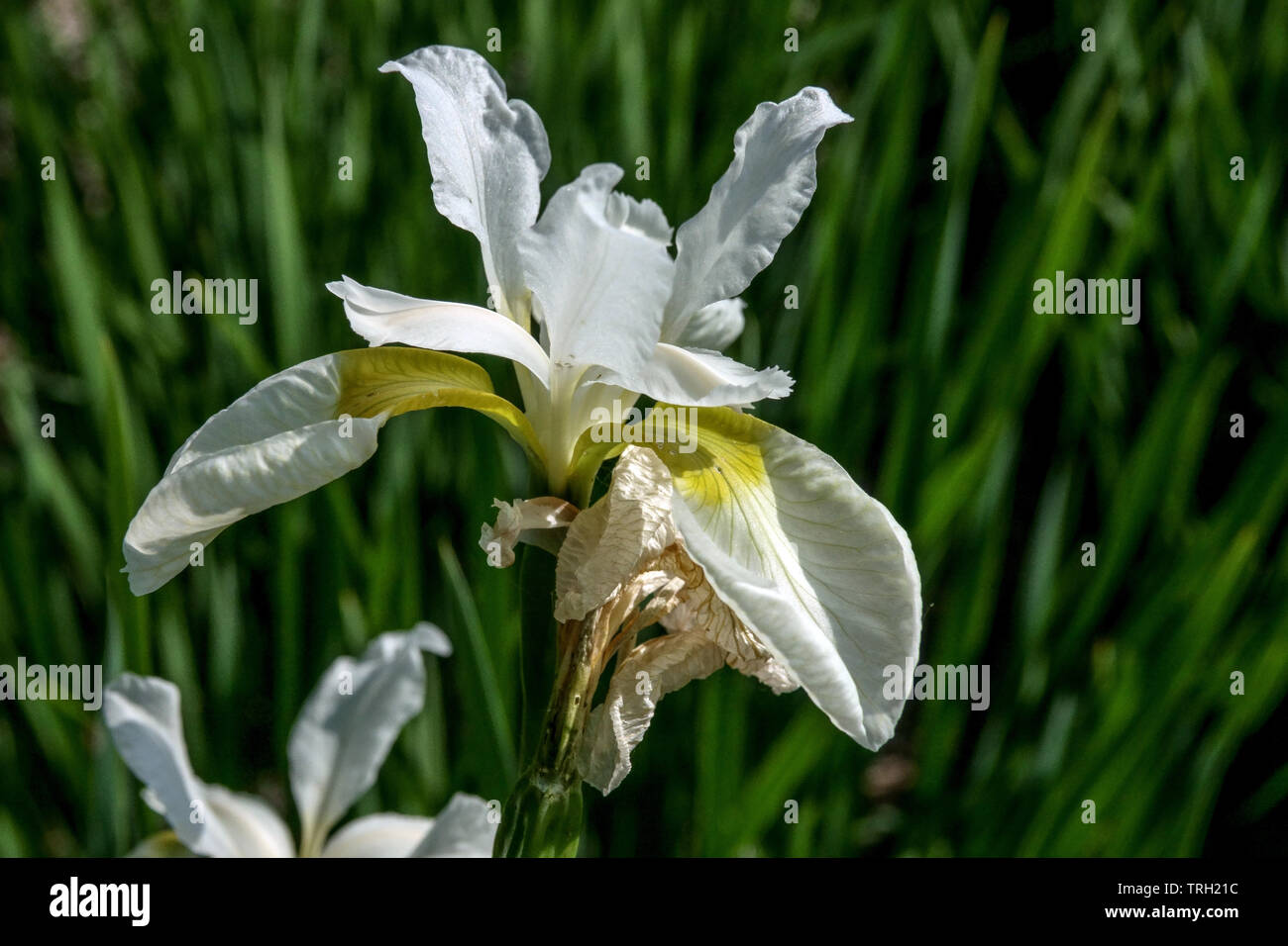 Iris pumila jetzt Queen", weiß Iris Stockfoto