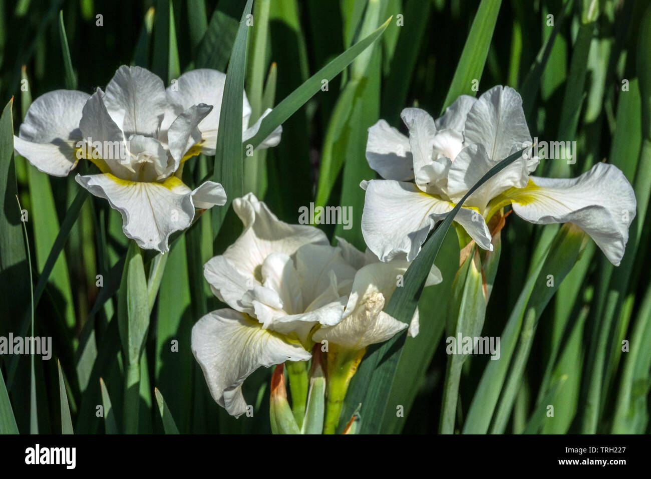 White Iris sibirica 'Cempswell Happiness' Stockfoto