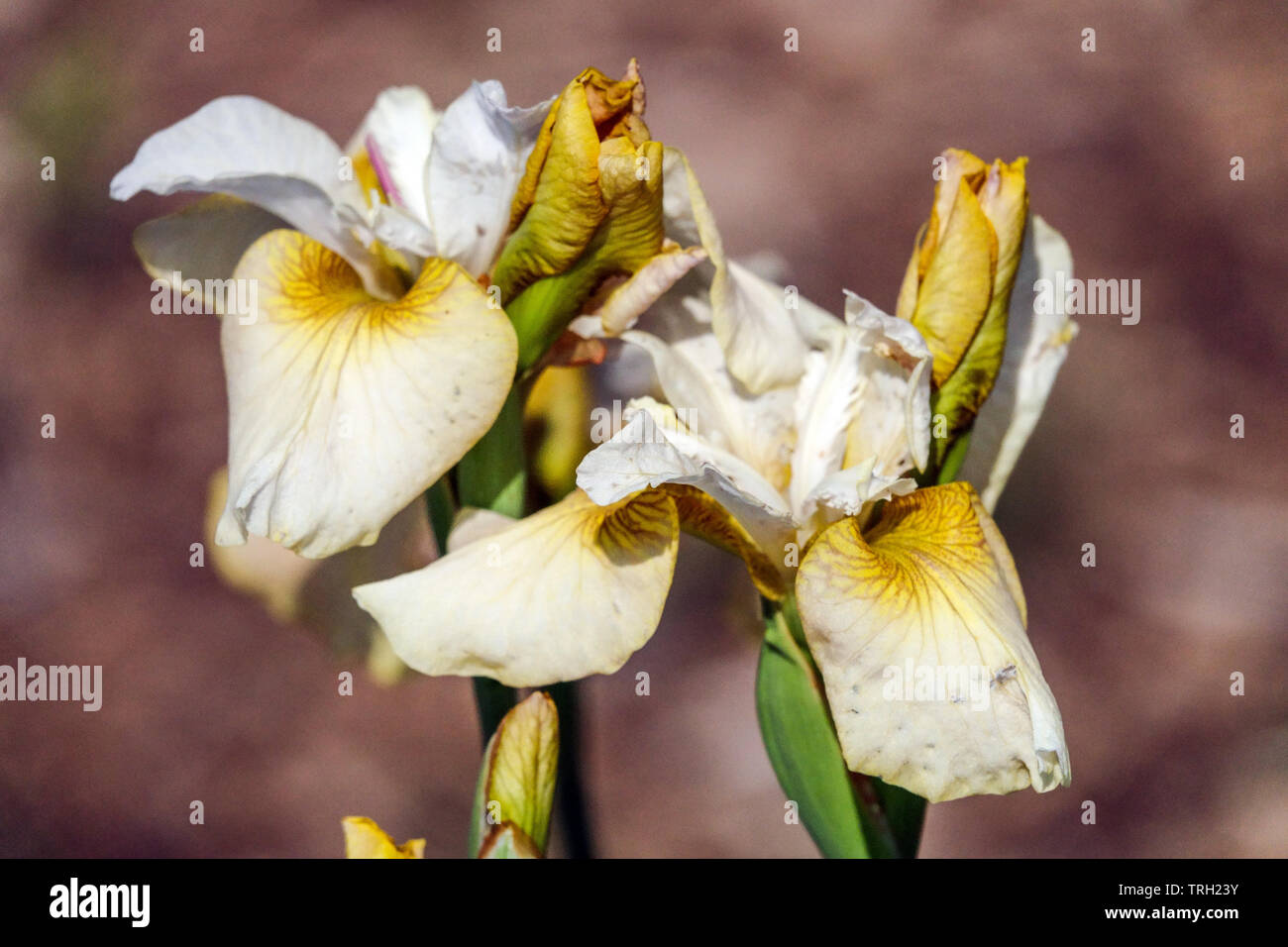 Iris pumila 'Creme Caramel' Stockfoto