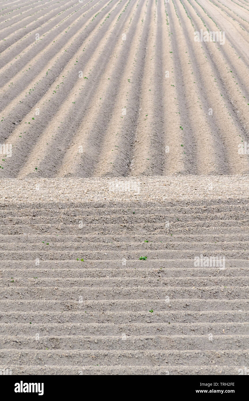 Neue, frische Kartoffeln in Zeilen im Frühjahr gepflanzt. Wird der Boden gepflügt in einem Muster von Schützengräben und die jungen Pflanzen sind gerade oben zu erscheinen Stockfoto