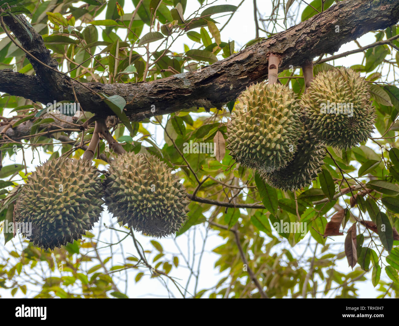 Durian, reifen Früchten an den Ästen der Bäume durian Stockfoto