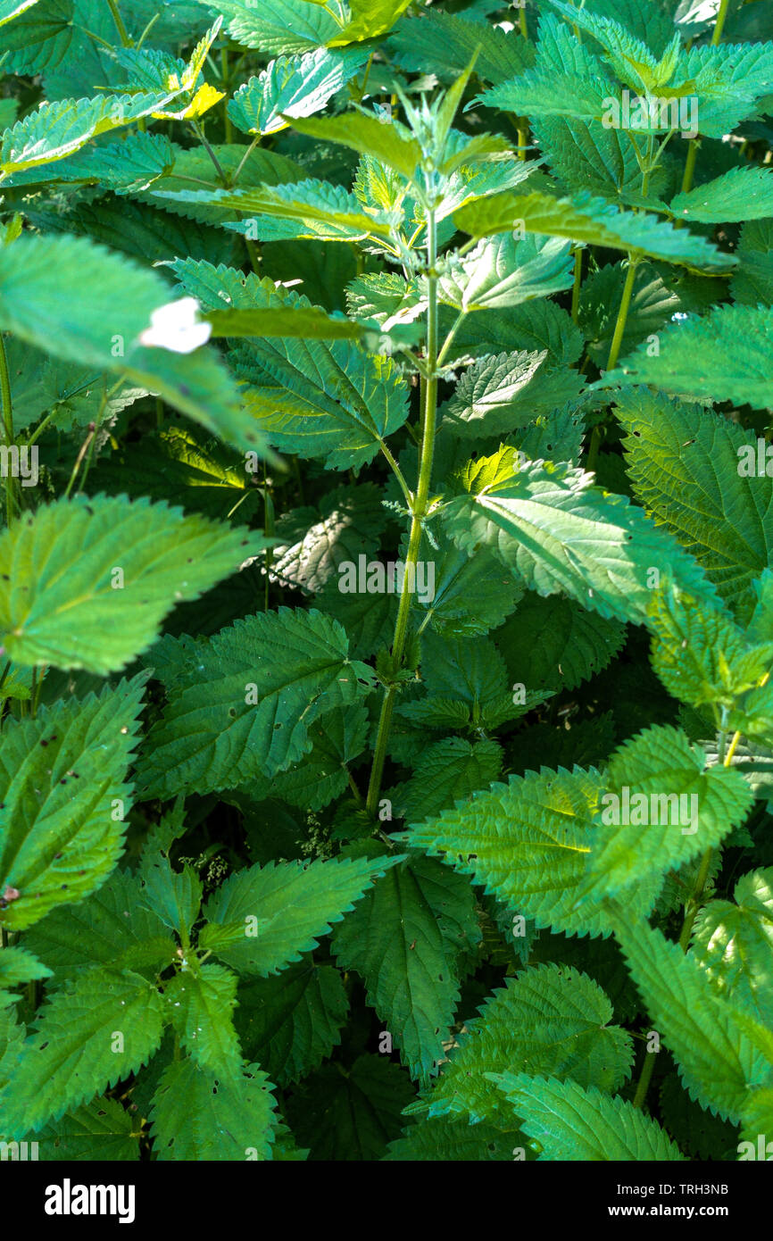 Urtica dioica, Brennnessel oder Brennessel, neue, frische Blätter Stockfoto