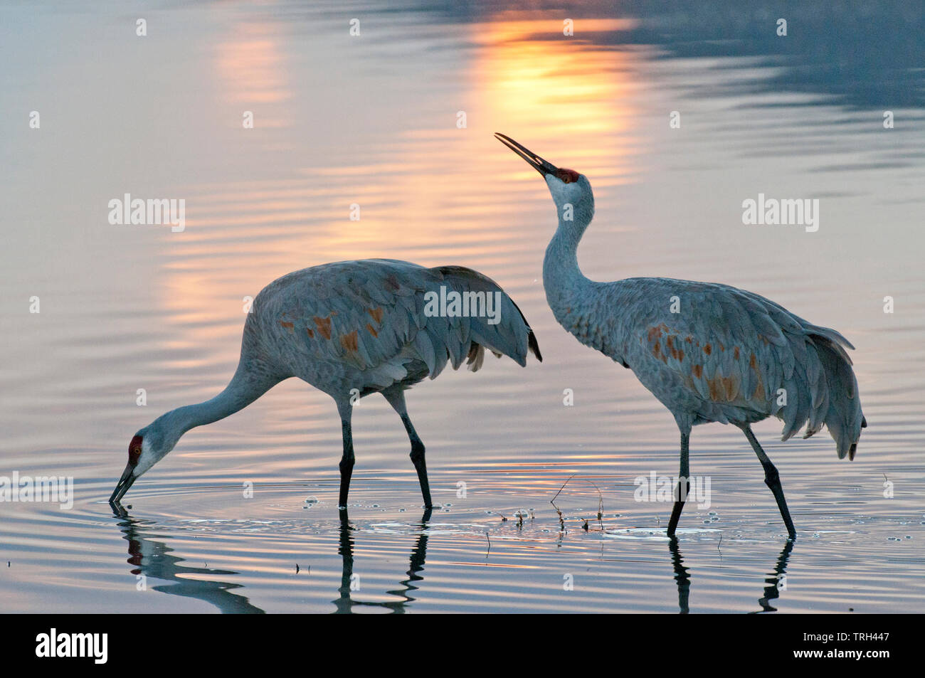 Mehr Sandhill Crane Paar (Antigone canadensis tabida) waten in Teich Stockfoto