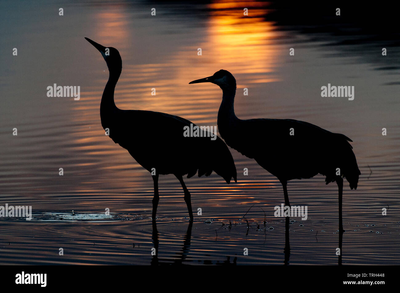 Mehr Sandhill Crane Paar (Antigone canadensis tabida) waten in Teich bei Sonnenuntergang Stockfoto