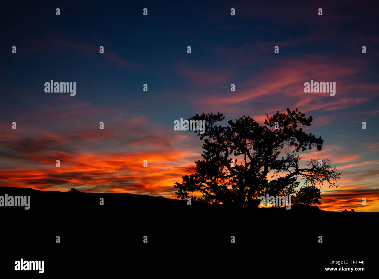 Pinyon Kiefer gegen einen genialen Sonnenuntergang Silhouette, Capitol Reef National Park, Utah Stockfoto