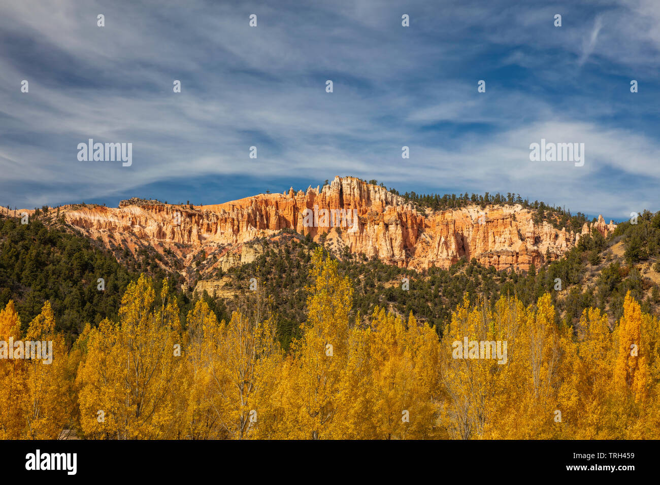 Goldene Laub entlang der Autobahn 89 in der Nähe von Glendale im Herbst, Kane County, Utah Stockfoto