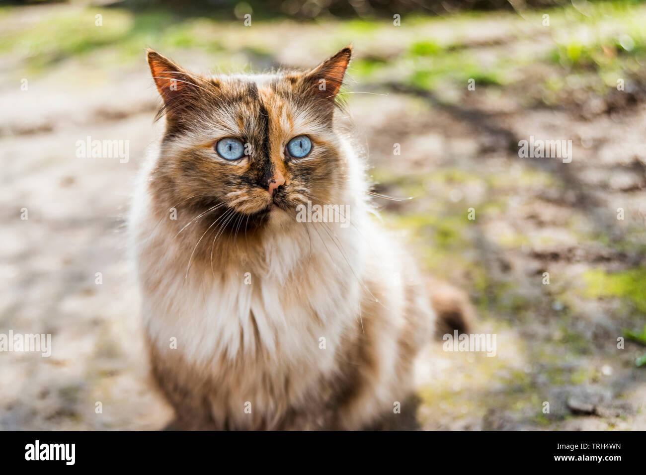 Flauschige Katze mit blauen Augen von sonnigen Tag suchen Stockfoto