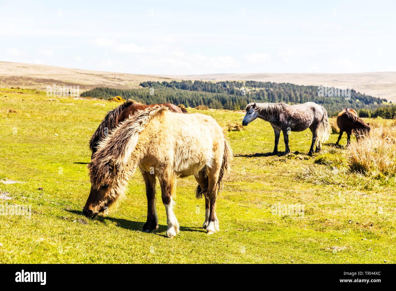 Dartmoor Ponys, Dartmoor Pony, Equus ferus caballus, Dartmoor Pferde, Pony, Ponys, Dartmoor, Devon, Dartmoor Pferd, weidende Pferde, Dartmoor Devon, Stockfoto