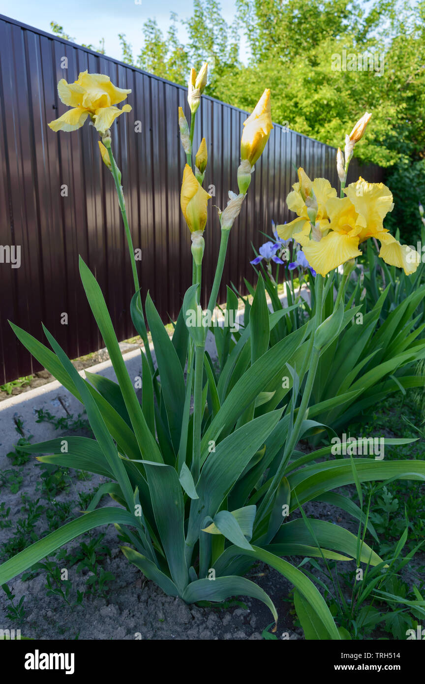 Schone Iris Busche In Den Garten Gelbe Blumen Iris Fruhling