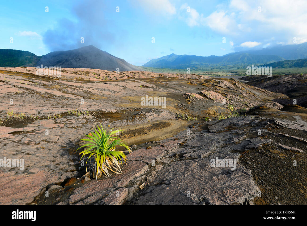 Einsame Yucca wachsen in der Ebene um Mt Yasur Vulkan, Insel Tanna, Vanuatu Stockfoto