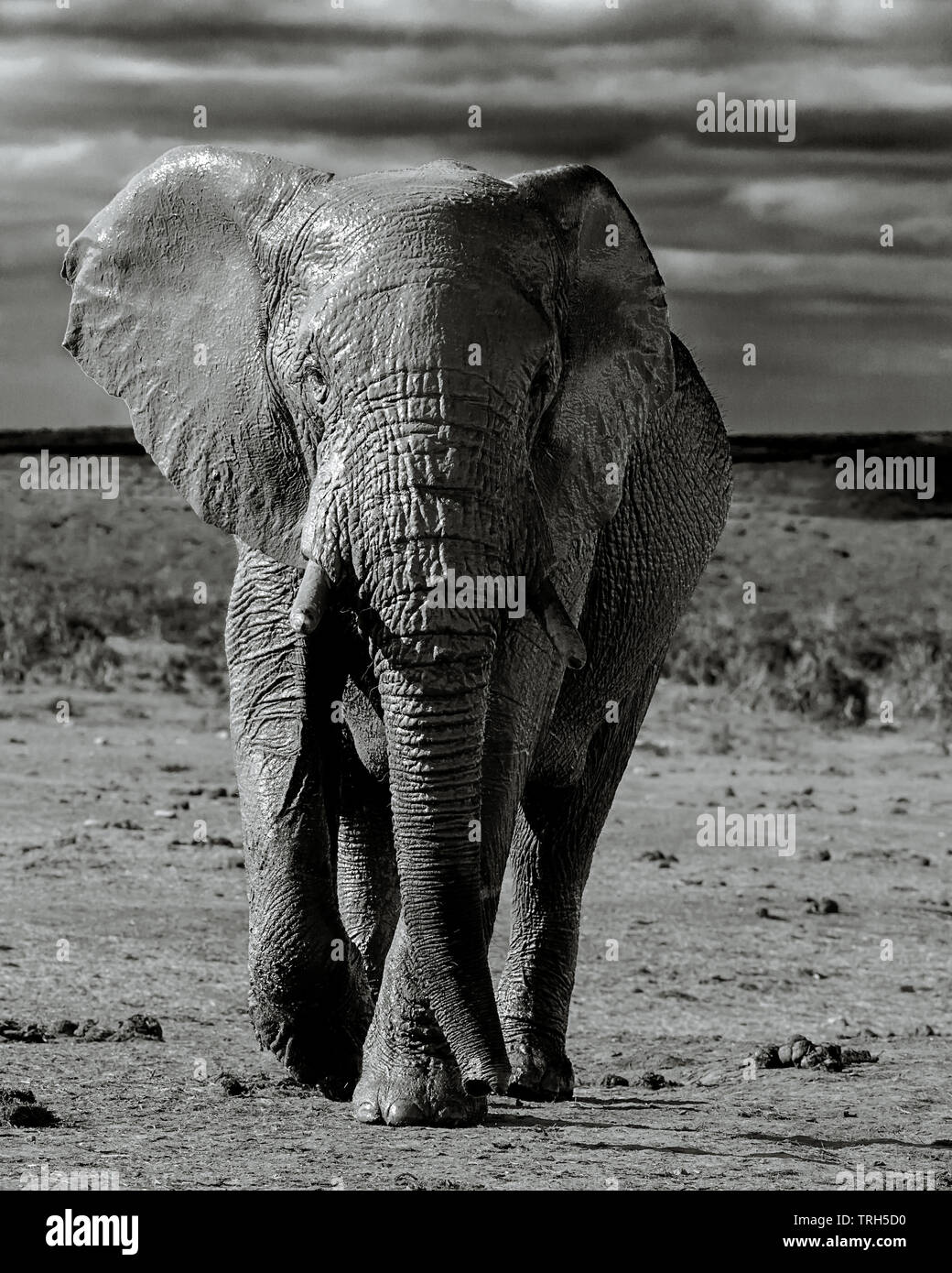 Niedriger Winkel Kopf auf Nahaufnahme eines Elefantenbullen, Loxodonta africana mit Gewitterwolken hinter. Addo Elephant Park Südafrika Stockfoto