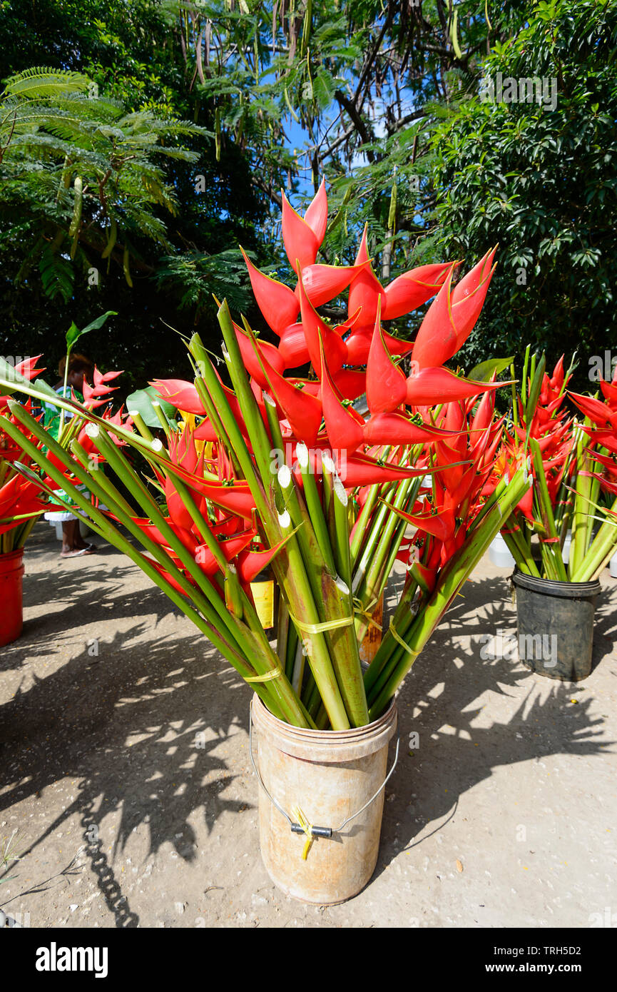 Heliconia Blumen für den Verkauf in Port Vila, Efate Island, Vanuatu Stockfoto