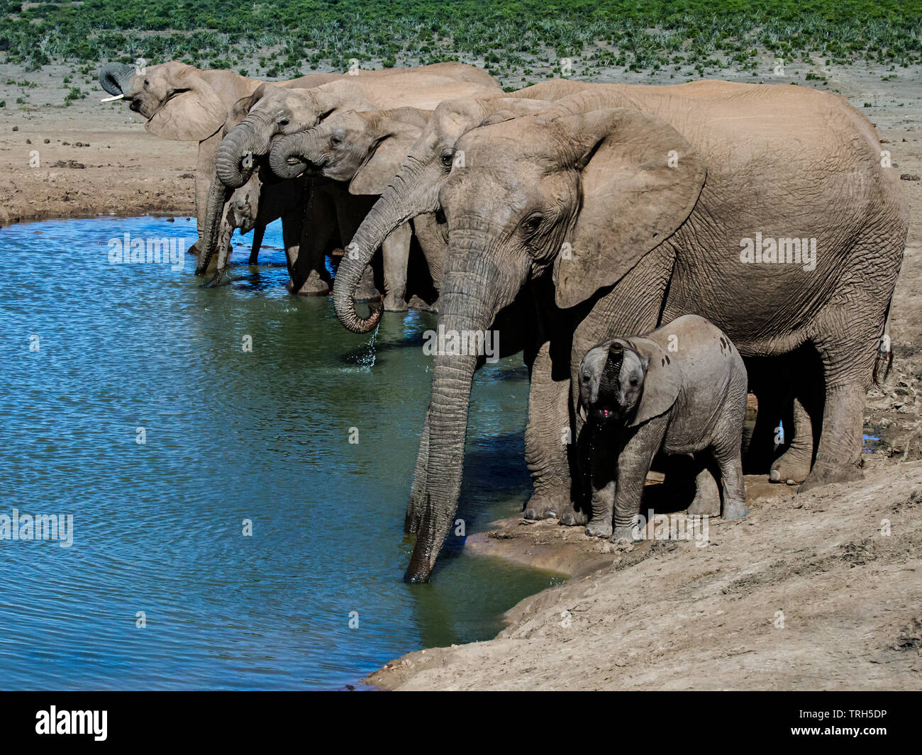 Eine Zucht Herde von Elefant, Loxodonta africana Trinkwasser im dam Addo Elephant Park, Provinz Eastern Cape, Südafrika Stockfoto