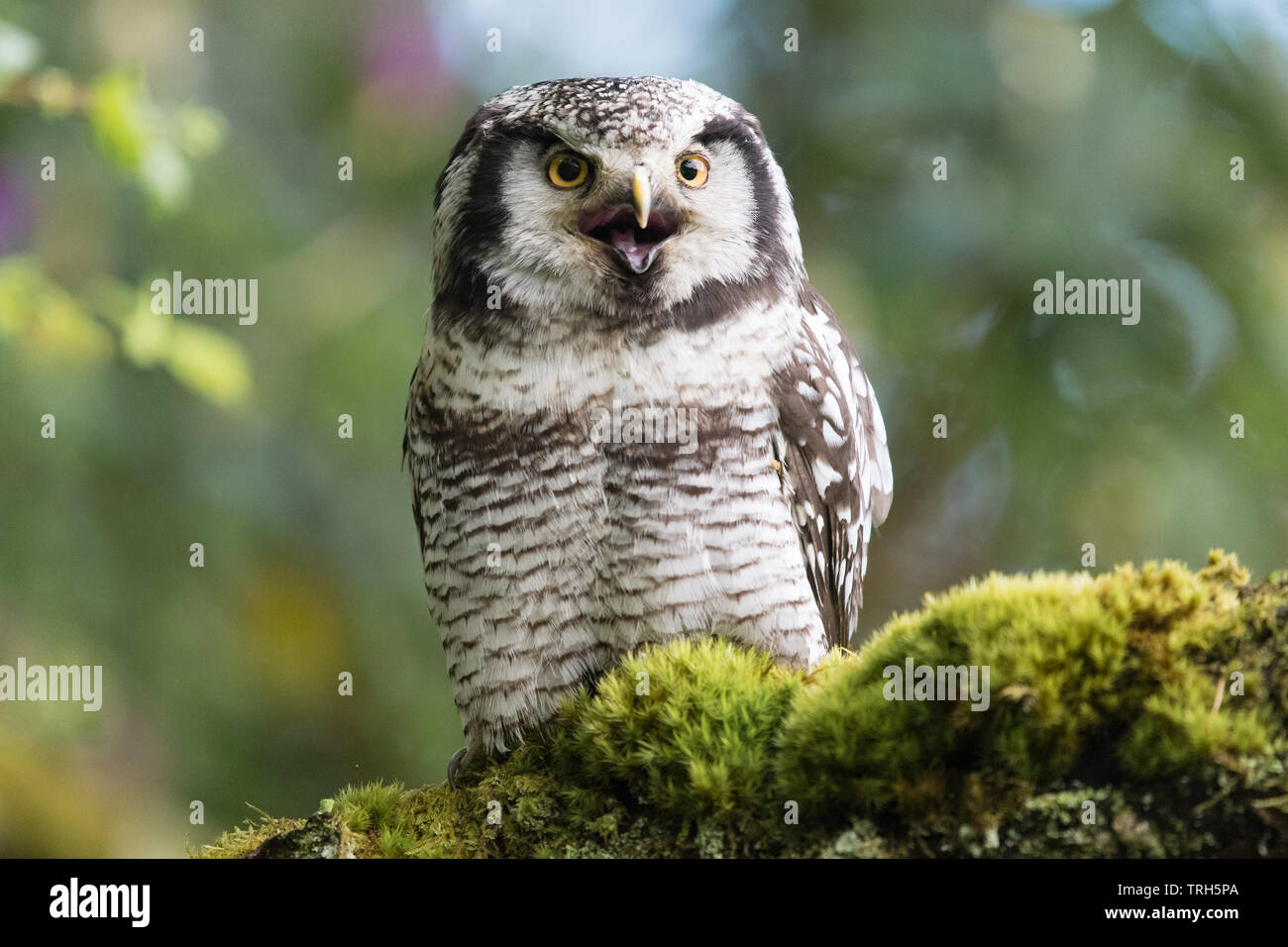 Northern Hawk Owl-Surnia ulula - kreischende mit offenem Schnabel - von in Gefangenschaft gehaltenen Vögeln an strathblane Falknerei, Schottland, Großbritannien Stockfoto