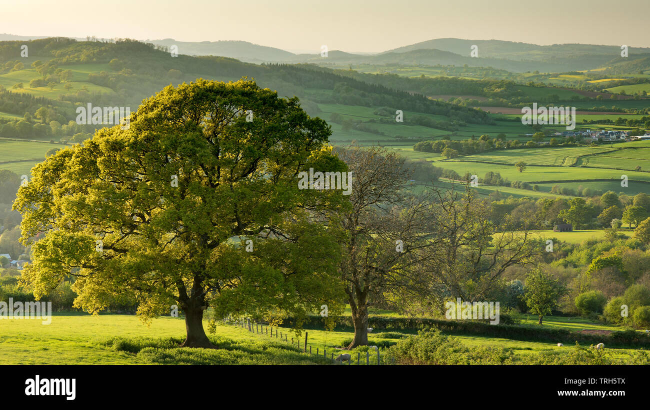 Die rollenackerland Monmouthshire in der Nähe von Mitchel Troy an einem Frühlingsabend, Wales, Großbritannien Stockfoto
