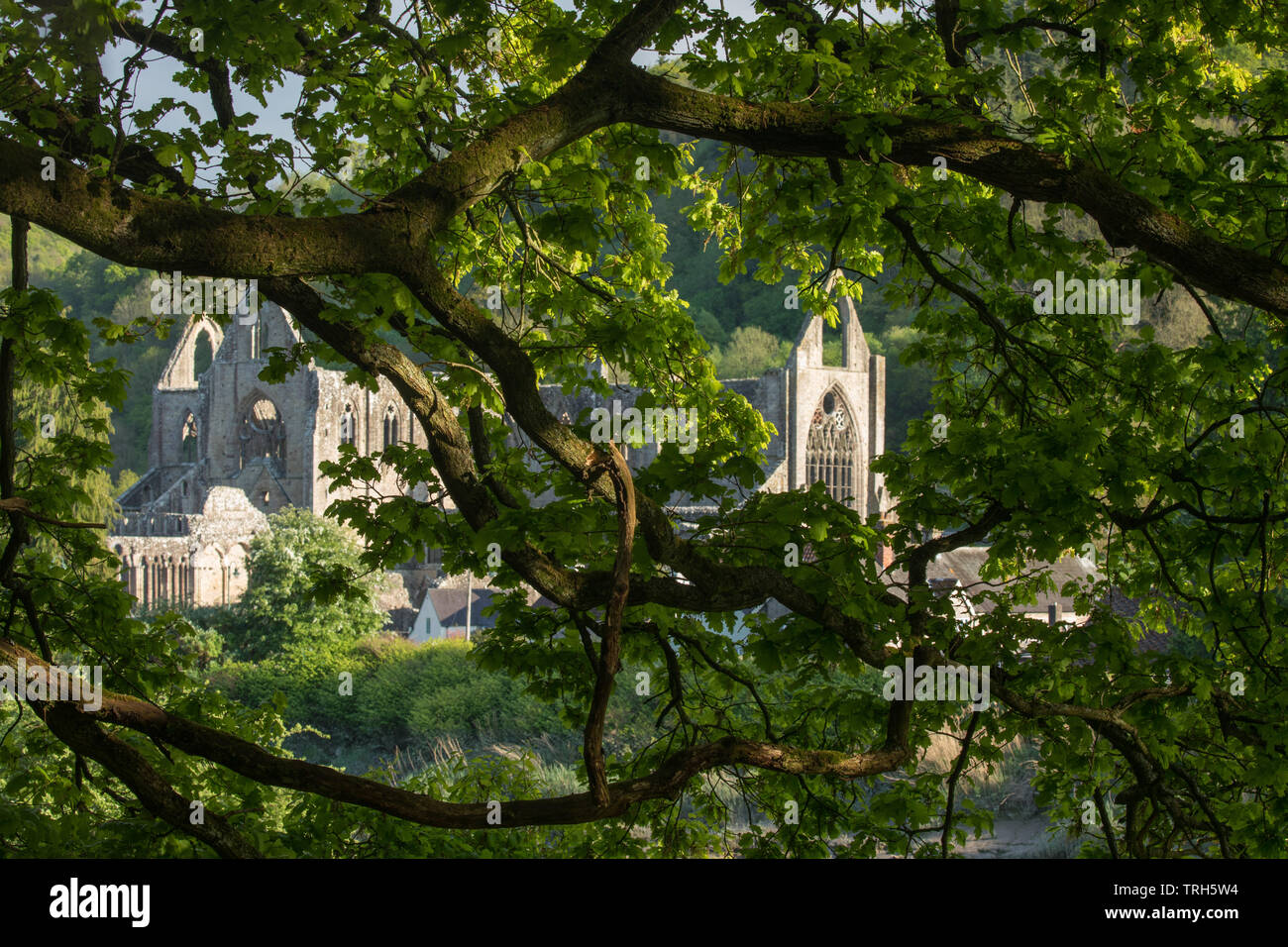 Tintern Abbey, die durch die Bäume gesehen, Wye Valley, Gloucestershire,, Monmouthshire Grenze, England/Wales, Großbritannien Stockfoto