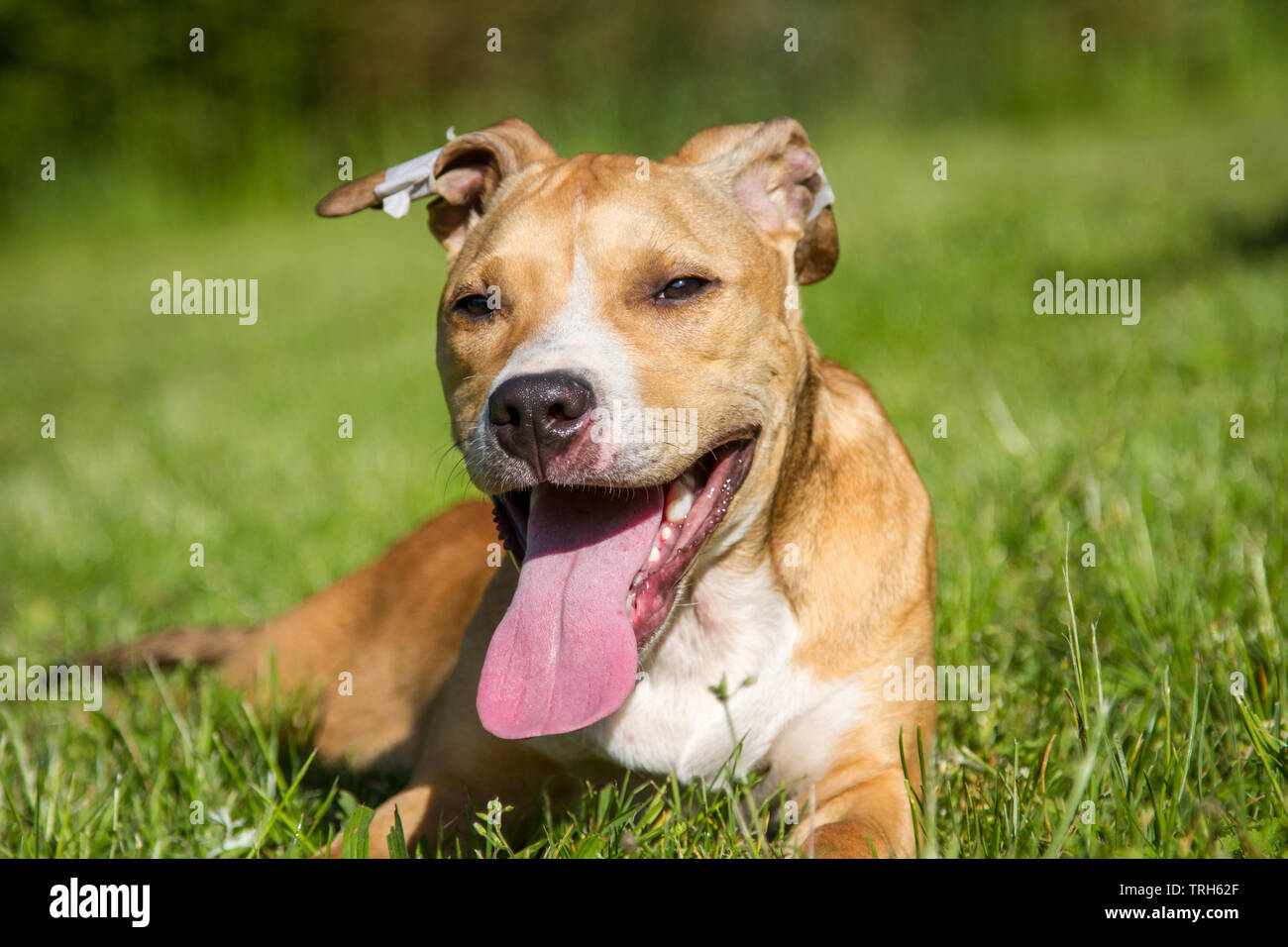 Brauner, weißer Pit Bull-Welpe mit aufgeklebten Ohren Stockfoto