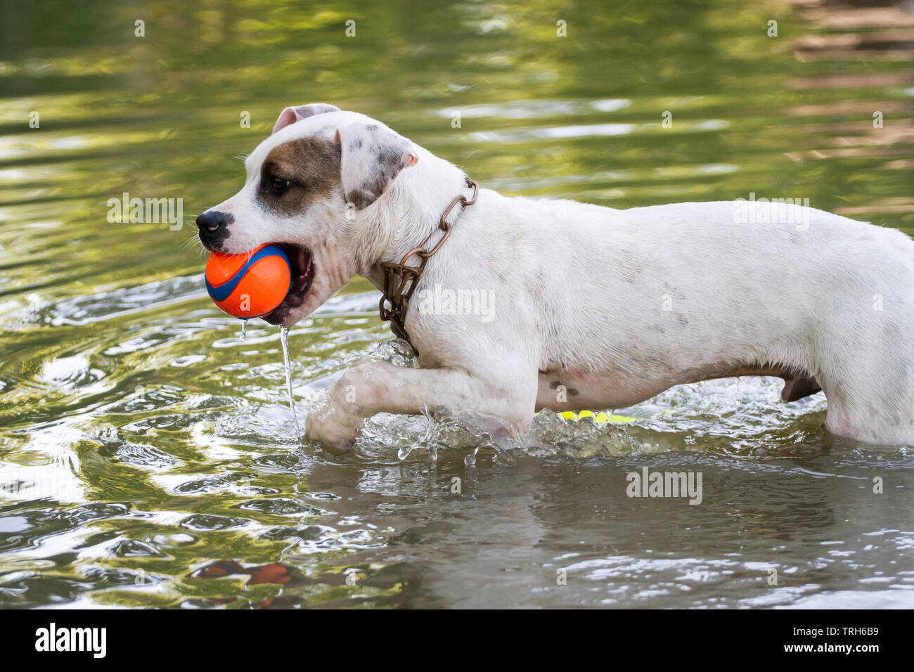 Ein Welpe vom Typ White Bulldog, der einen Ball im Wasser holt Stockfoto