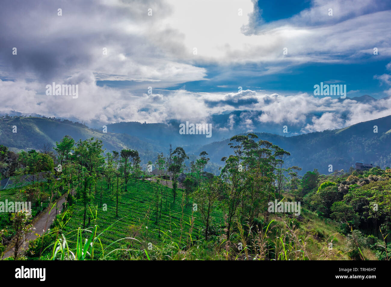 Grünen Wald im Hill mit blauem Himmel und weißen Wolken. Bild aufgenommen Form flach Anlge. Stockfoto