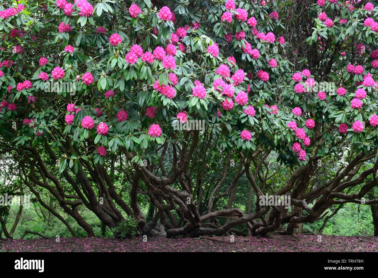 Alte rhododendron Baum in Blte Gnoll Country Park Neath Glamourganshire  Wales Cymru GROSSBRITANNIEN Stockfotografie - Alamy