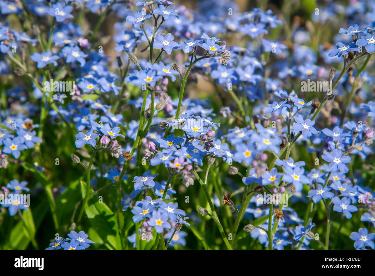 Myosotis - Vergissmeinnicht - Forget-me-not Stockfoto