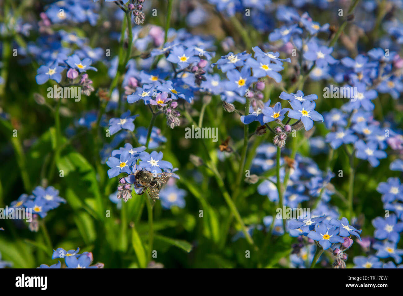 Myosotis - Vergissmeinnicht - Forget-me-not Stockfoto