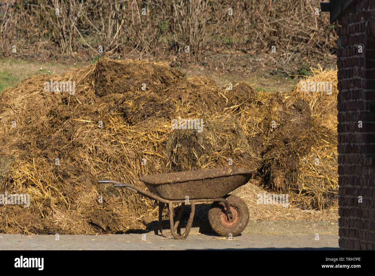 Haufen stinkender Mist. Dung heap auf einem Bauernhof in Deutschland  Stockfotografie - Alamy