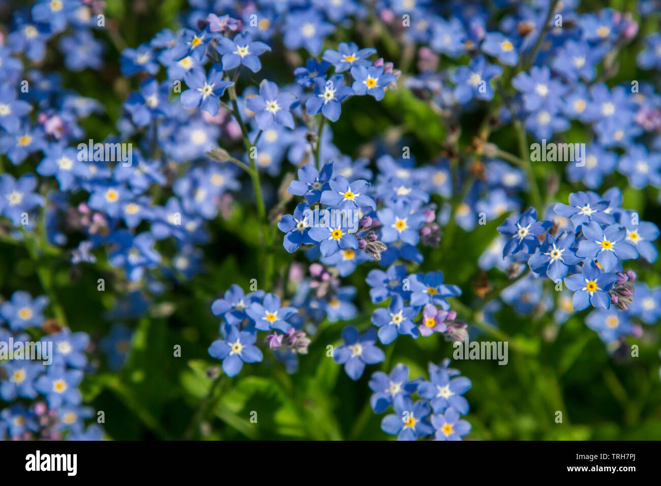 Myosotis - Vergissmeinnicht - Forget-me-not Stockfoto
