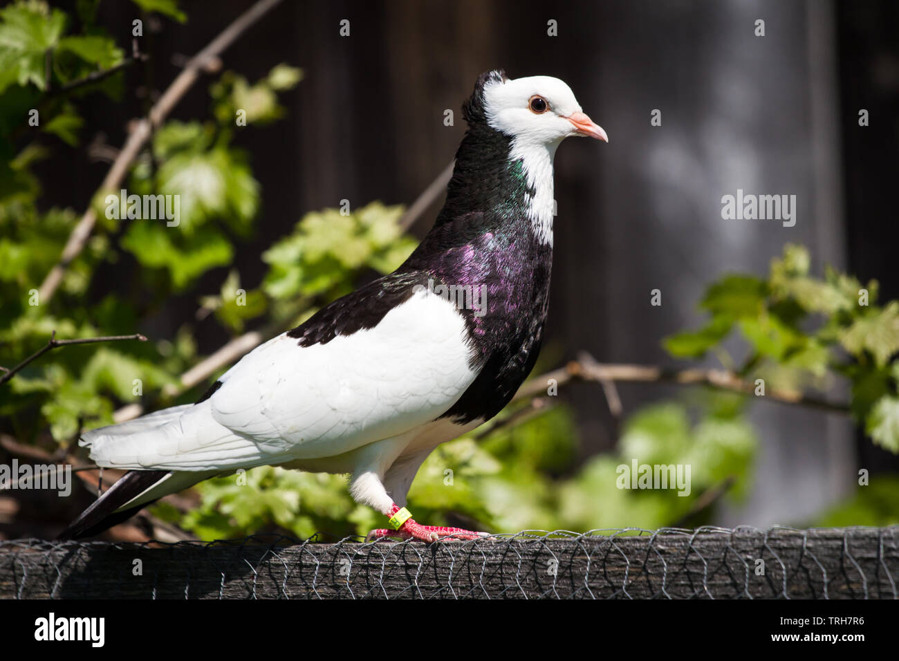 Ganselkröpfer Taube, ein kritisch bedrohte Taube Rasse aus Österreich Stockfoto