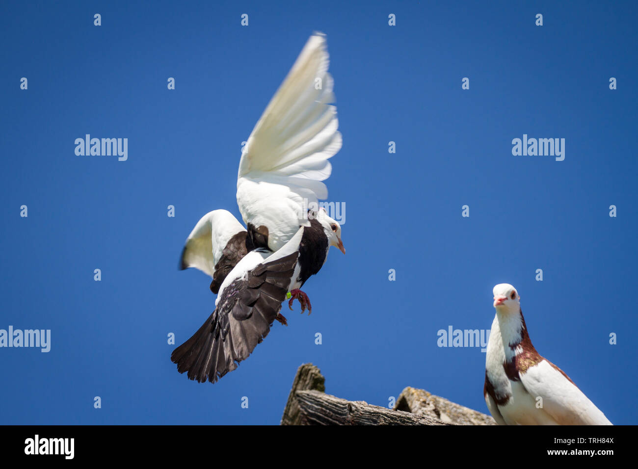 Zwei Ganselkröpfer Tauben, einer vom Aussterben bedrohten Rasse aus Österreich, die Taube auf dem Dach Stockfoto