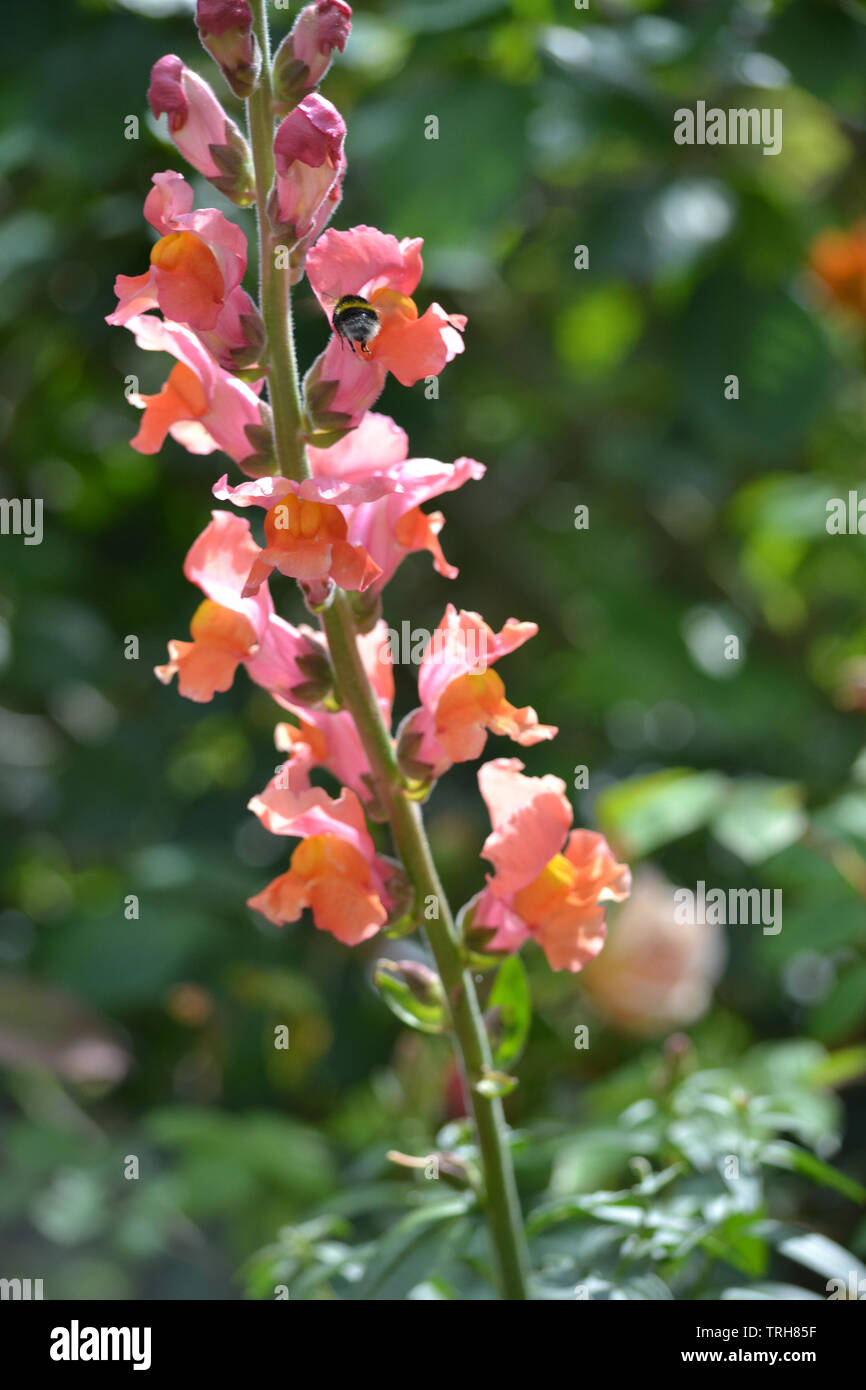 Antirrhinum majus, Chantilly bronze Stockfoto