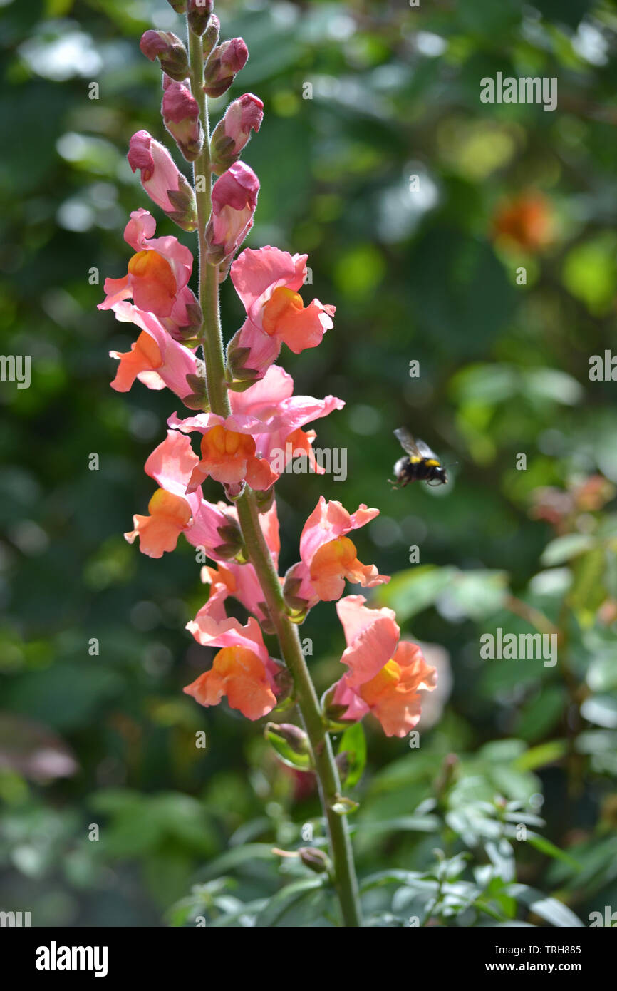 Antirrhinum majus, Chantilly bronze Stockfoto