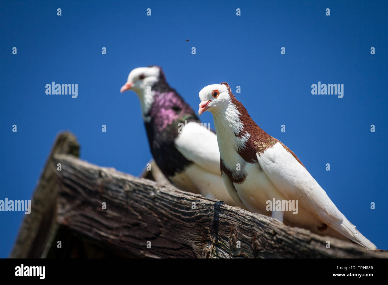 Zwei Ganselkröpfer Tauben, einer vom Aussterben bedrohten Rasse aus Österreich, die Taube auf dem Dach Stockfoto