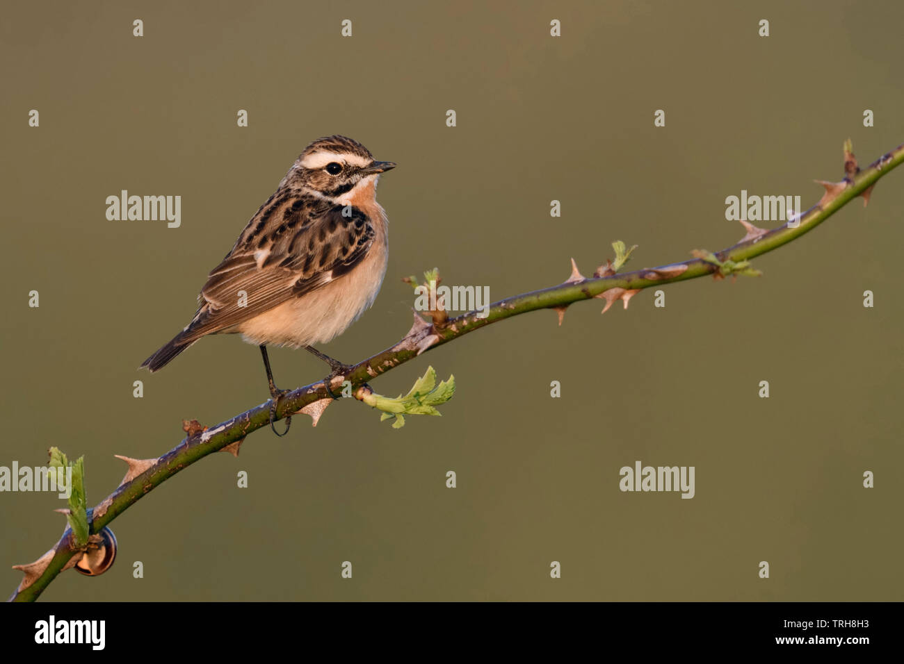 / Braunkehlchen Braunkehlchen (Saxicola rubetra), männlich in der Zucht Kleid, auf einem Zweig, black Ranke, erste Morgenlicht thront, seltene Vogelarten der offenen l Stockfoto