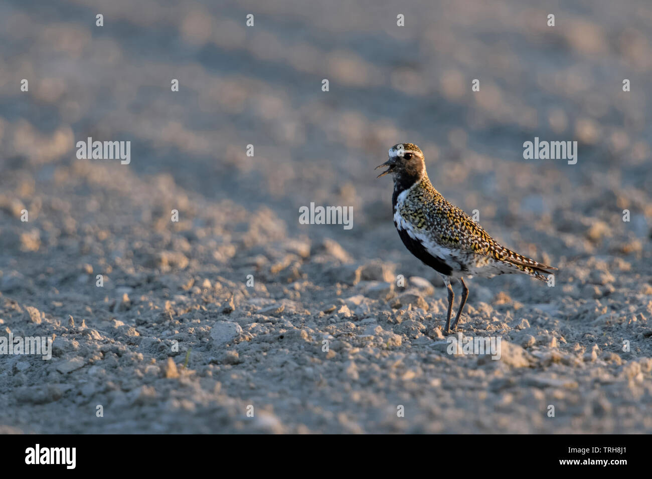 Goldregenpfeifer/Goldregenpfeifer (Pluvialis apricaria) in Zucht Kleid, Bird, Bird Migration, ruht auf Ackerland, Aufruf, Wildlife, Europ. Stockfoto