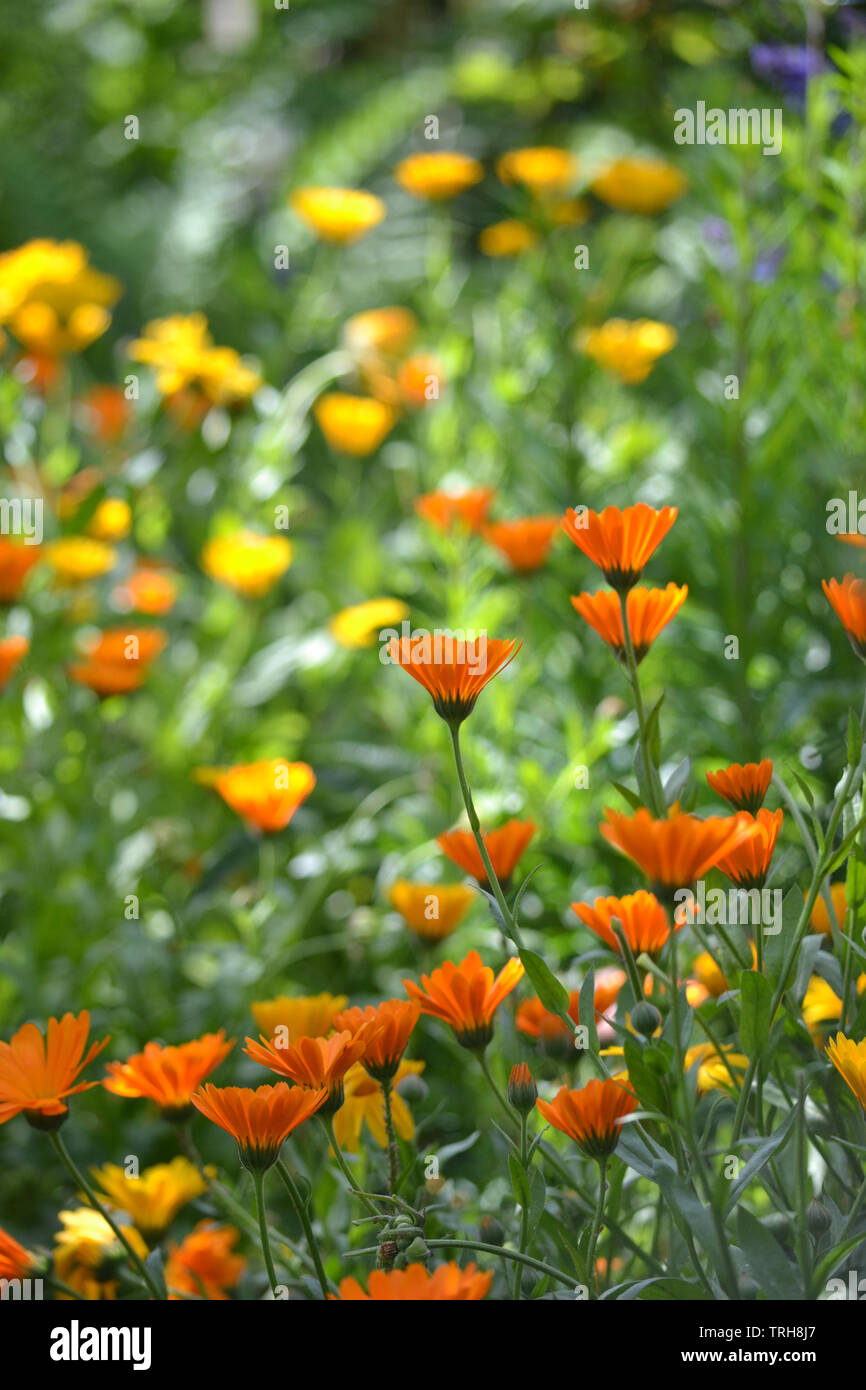 Calendula officinalis, Ringelblumen Futter Garten weg im Sommer Stockfoto