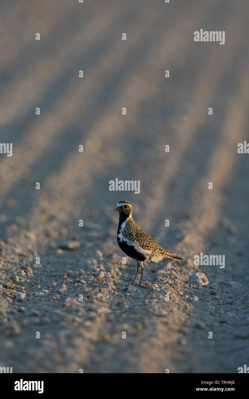 Goldregenpfeifer/Goldregenpfeifer (Pluvialis apricaria) in Zucht Kleid, ein Vogel, auf Ackerland, Wildlife, Europa ruht. Stockfoto