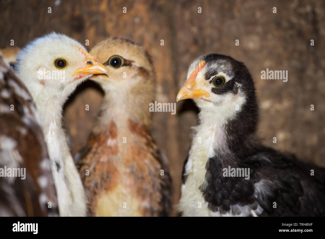 Drei flügge der Rasse Stoapiperl/Steinhendl, einer vom Aussterben bedrohten Rasse Huhn aus Österreich, im Stall Stockfoto