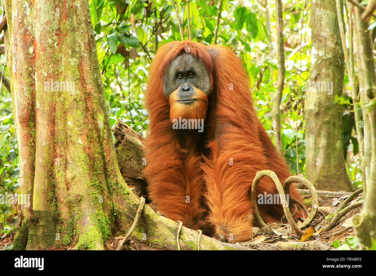 Orangutan standing -Fotos und -Bildmaterial in hoher Auflösung – Alamy