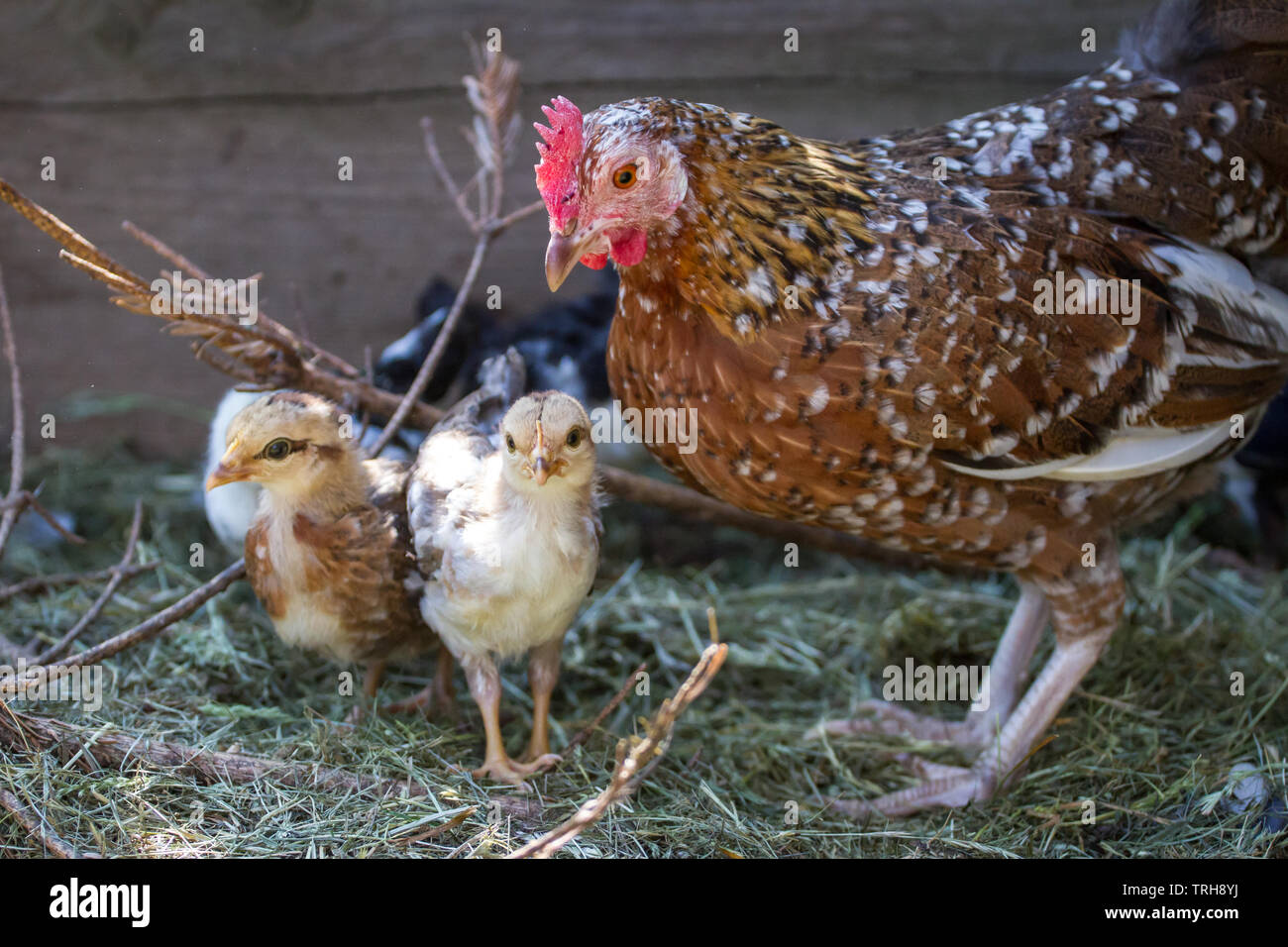 Henne und Ihr flügge der Rasse drei flügge der Rasse Stoapiperl/Steinhendl, einer vom Aussterben bedrohten Rasse Huhn aus Österreich Stockfoto