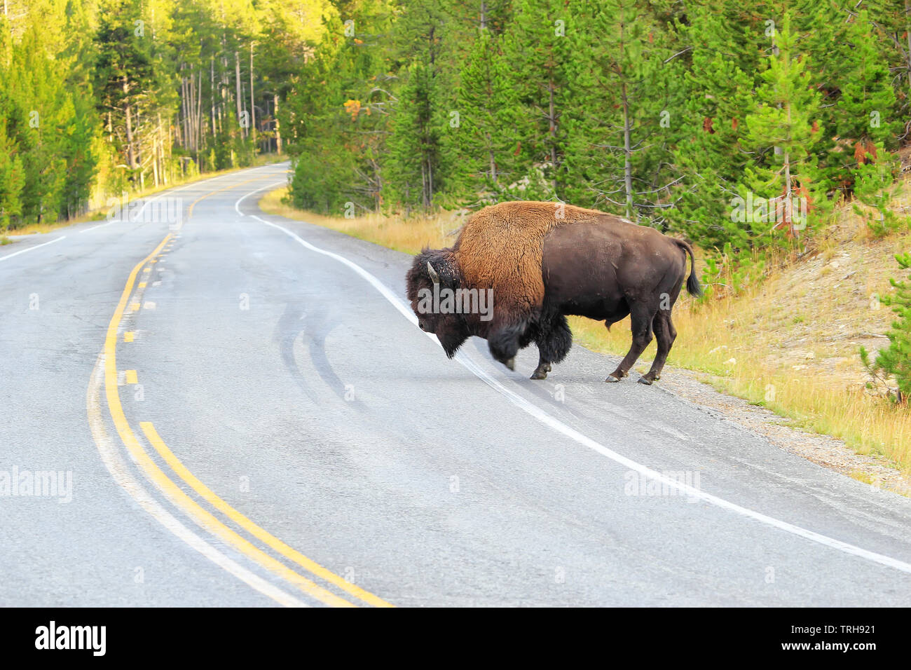Männliche bison Kreuzung Straße in Yellowstone National Park, Wyoming, USA Stockfoto