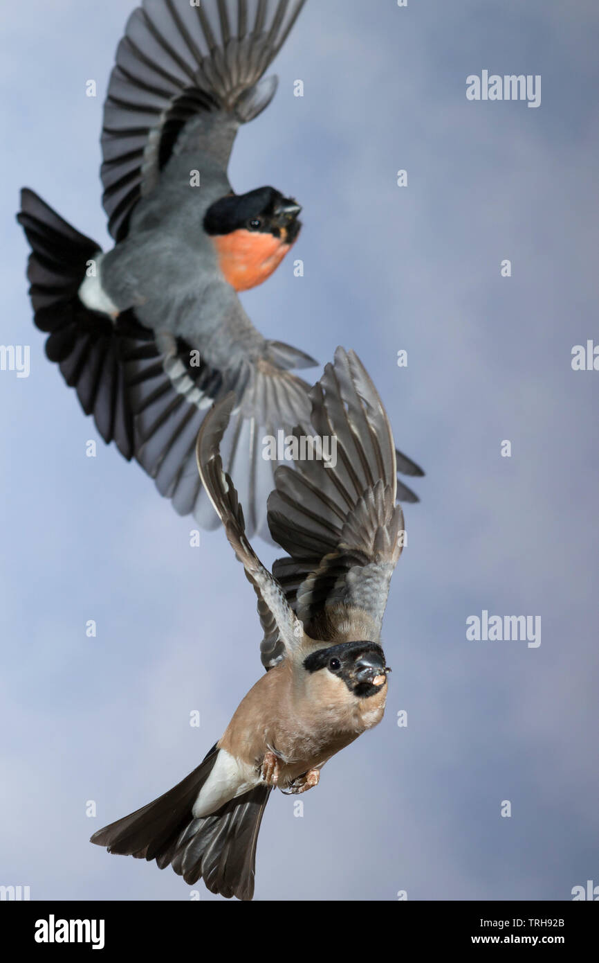 Vogel Parchen Stockfotos Und Bilder Kaufen Alamy