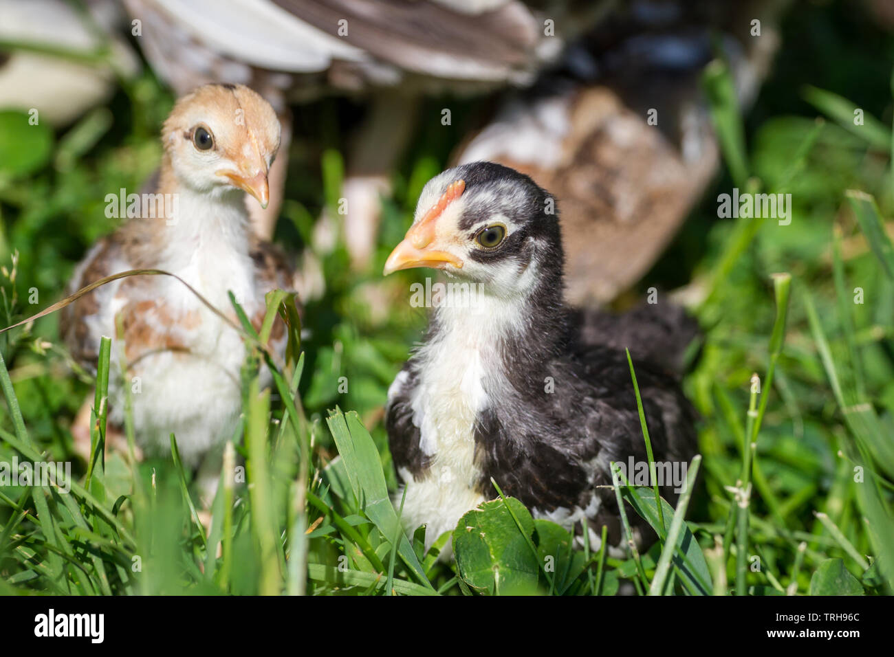 Zwei Jungvögel der Rasse Stoapiperl/Steinhendl, einer vom Aussterben bedrohten Rasse Huhn aus Österreich, auf der Wiese Stockfoto